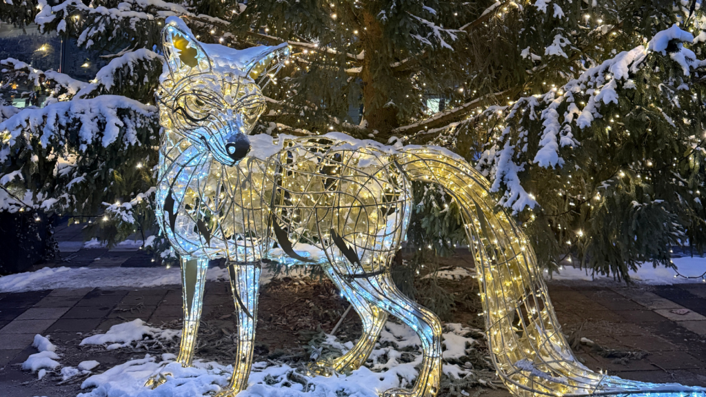 Ljusinstallation i form av en räv med snö på sig stående framför en gran